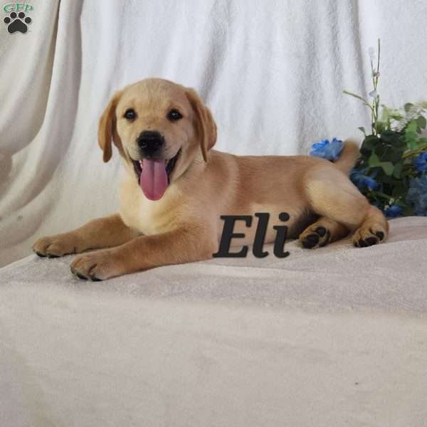 Eli, Yellow Labrador Retriever Puppy